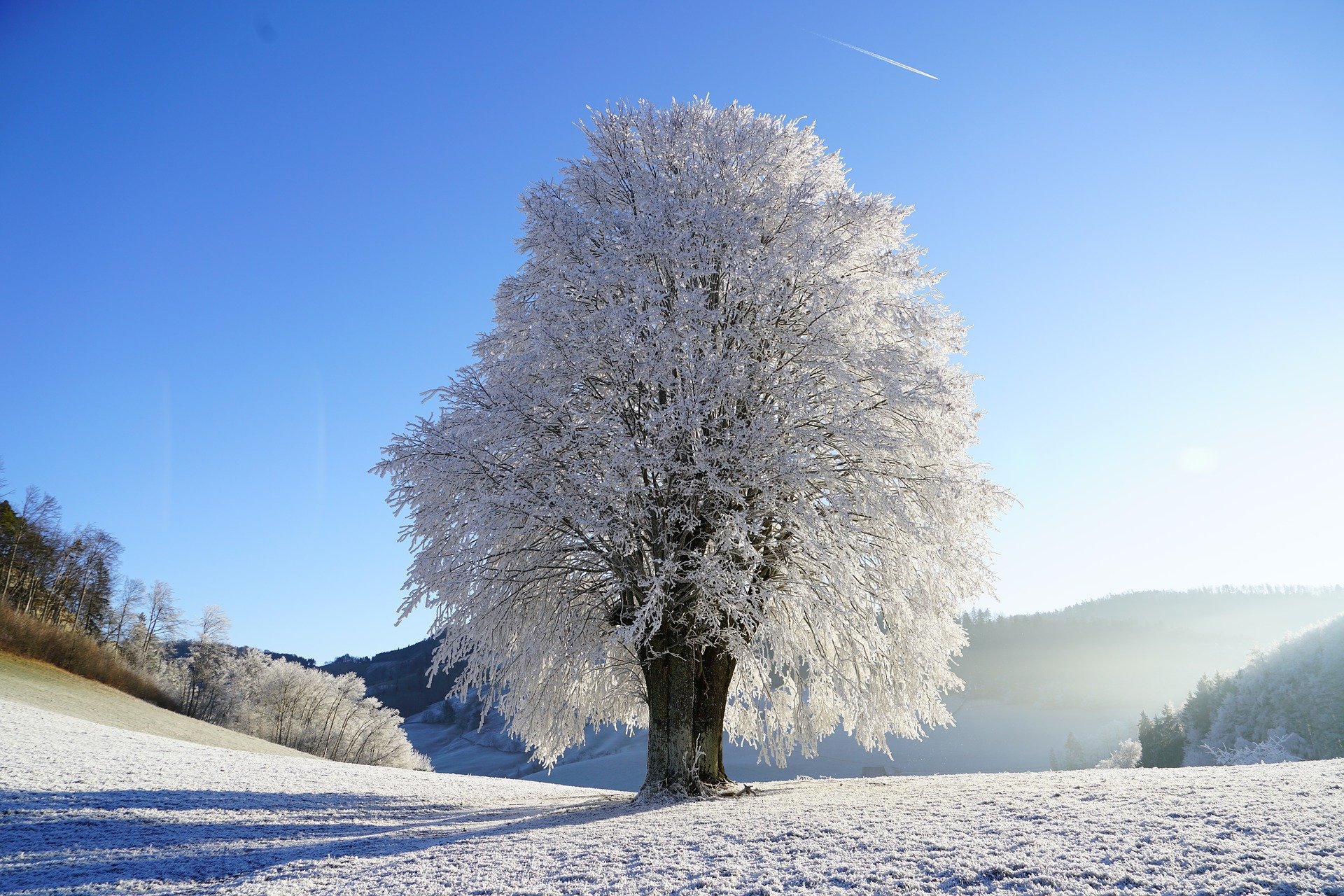 A tall, frosty tree in a snow covered field