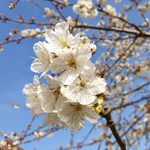 A close up photo of a cherry blossom tree, taken in Hereford in April 2021