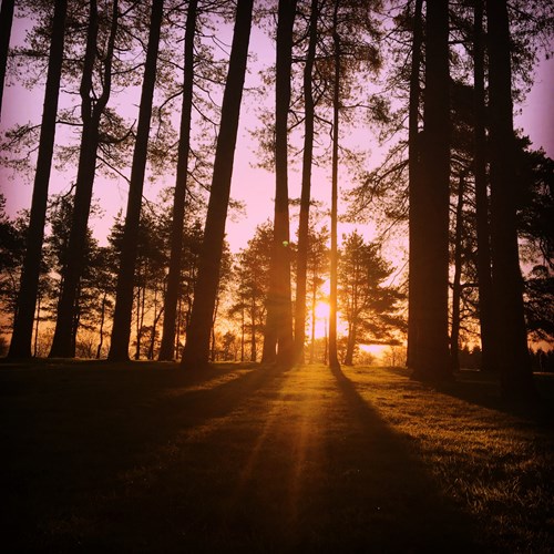 A photo of the sun setting through the trees by Molly Basten, as part of the Ross in Lockdown Photo Competition 2020